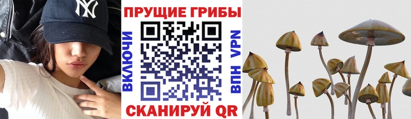 Псилоцибиновые грибы GOLDEN TEACHER  Ленинск 